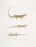 Tiliqua à ventre rouge Tiliqua rubriventris 2 Prachtige Tiliqua Tiliqua pulchra - John Edward Gray — weergave van het kunstwerk
