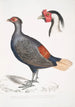 Faisan huppé à queue rousse Euplocomus erythrothalmus 2 Tête de faisan huppé argenté Euplocomus Nycthemerus - John Edward Gray — weergave van het kunstwerk