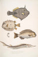 Monacanthe à épines Monacanthus Amanses Histrix 2 Poisson-coffre à nombreuses épines Ostracion Acarana auritus - John Edward Gray — weergave van het kunstwerk