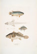 Anabas à branchies épineuses Anabas spinosus 2 Coius à deux taches Coius binotatus 3 Scina tachetée Scina maculata - John Edward Gray — weergave van het kunstwerk
