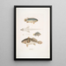 Anabas à branchies épineuses Anabas spinosus 2 Coius à deux taches Coius binotatus 3 Scina tachetée Scina maculata - John Edward Gray — ingelijst kunstwerk aan de muur