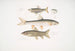 Carpe Tileo Cyprinus Tileo 2 Carpe van Richardson Cyprinus Richardsonii 3 Prachtige Loche Botia grandis - John Edward Gray — weergave van het kunstwerk