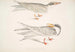 Sterne Golvende Sterna brevirostris 2 Sterren met Oranje Snavel Sterna aurantia - John Edward Gray — weergave van het kunstwerk