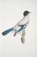 Geai d'Almorah Garrulus Vigorsii - John Edward Gray — weergave van het kunstwerk