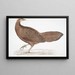 Fazant Argus Argus Paeoninus Pavoninus China - John Edward Gray — ingelijst kunstwerk aan de muur