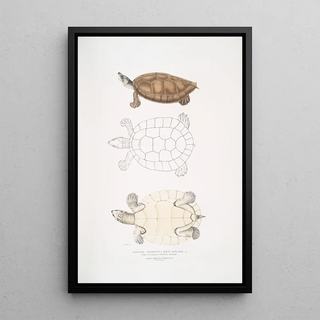 John Edward Gray - Batagur Terrapin Emys Batagur.webp