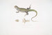 Uromastix de Bell (Uromastix Bellii) van Penang - John Edward Gray — weergave van het kunstwerk
