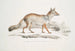 Renard Bengal Canis Vulpes Bengalensis Canis Kokree - John Edward Gray — weergave van het kunstwerk
