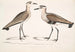 Bécasseau à ventre noir, Charadrius ventralis Wagleri, mannetje en vrouwtje, Cawnpore januari 1798 - John Edward Gray — weergave van het kunstwerk