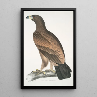 John Edward Gray - Brown Eagle Aquilla fusca.webp