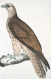 Faucon Cherrug Falco cherrug - John Edward Gray — weergave van het kunstwerk