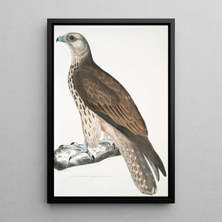 John Edward Gray - Cherrug Falcon Falco cherrug.webp