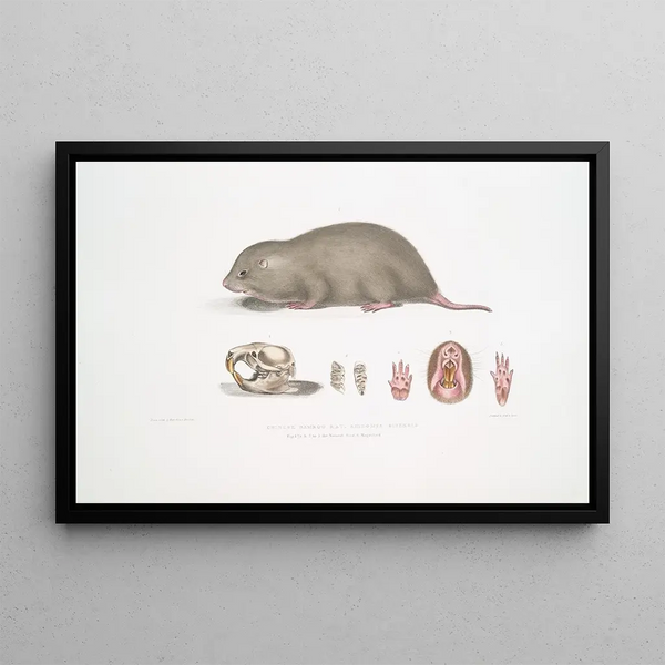 John Edward Gray - Chinese Bamboo Rat Rhizomys Sinensis.webp