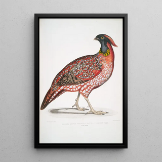 John Edward Gray - Chinese Horned Pheasant Satyra Temminckii.webp
