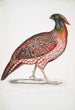 Faisan cornu chinois Satyra Temminckii - John Edward Gray — weergave van het kunstwerk