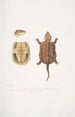 Tortue à grosse tête chinoise Platisternon megacephalus Chine - John Edward Gray — weergave van het kunstwerk