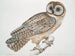 Chinese Uil Strix sinensis - John Edward Gray — weergave van het kunstwerk
