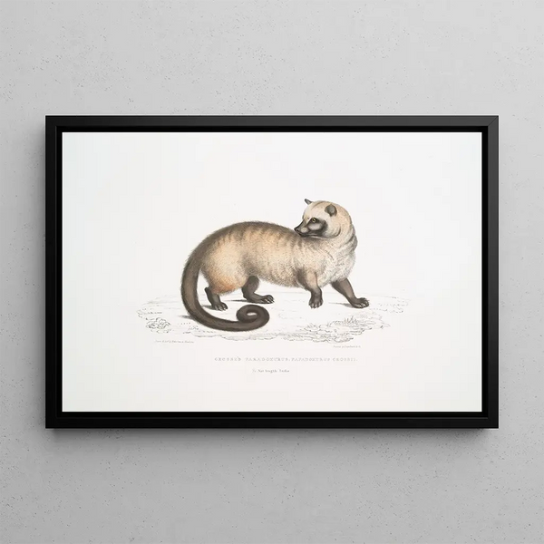 John Edward Gray - Crosss Paradoxurus Paradoxurus Crossii.webp