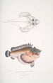 Poisson-cochon déformé Synanaceia grossa Singapore - John Edward Gray — weergave van het kunstwerk