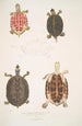 Tortue à toit Emys tectum - John Edward Gray — weergave van het kunstwerk