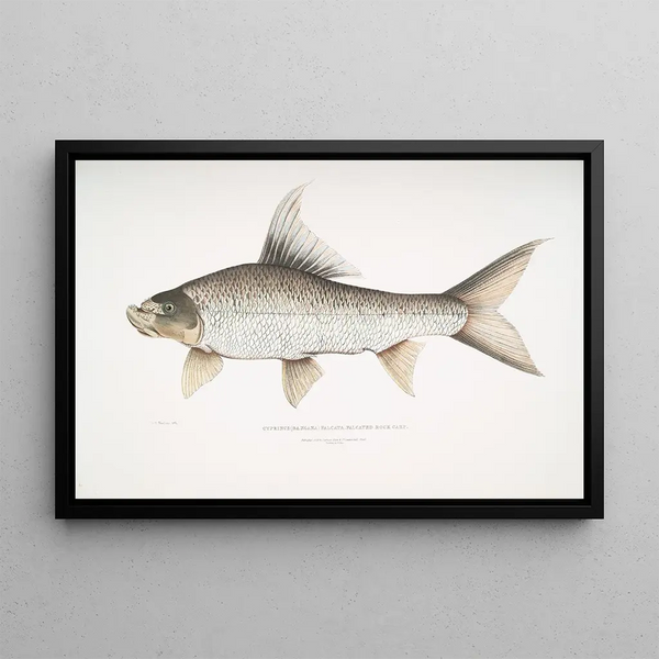 John Edward Gray - Falcated Rock Carp Cyprinus Bangana falcata.webp
