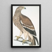 Aigle royal Aquilla imperialis femelle - John Edward Gray — ingelijst kunstwerk aan de muur