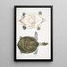 Trionyx Hurum Trionyx Hurum - John Edward Gray — ingelijst kunstwerk aan de muur