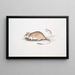 Rat Gerboise Indiaas Gerbillus Indicus - John Edward Gray — ingelijst kunstwerk aan de muur