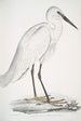 Héron blanc indien Ardea orientalis - John Edward Gray — weergave van het kunstwerk