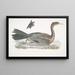 Cormoran javanais Crabo Carbo Javannica - John Edward Gray — ingelijst kunstwerk aan de muur