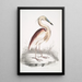 Héron à dos marron Ardea Grayii - John Edward Gray — ingelijst kunstwerk aan de muur