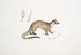 Paradoxure gemaskerd Paradoxurus Viverra Larvatus - John Edward Gray — weergave van het kunstwerk
