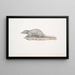 Musaraigne musquée Sorex myosurus - John Edward Gray — ingelijst kunstwerk aan de muur
