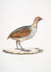 Perdrix olive Perdix olivacea - John Edward Gray — weergave van het kunstwerk