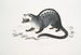 Paradoxe de Pallas, Paradoxurus Pallasii, India - John Edward Gray — weergave van het kunstwerk