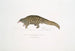 Pangolin à queue courte Manis brachyura - John Edward Gray — weergave van het kunstwerk