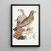 Buse Teesa Buzard Buteo Teesa 1 jeune 2 vieil oiseau - John Edward Gray — ingelijst kunstwerk aan de muur