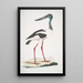 Jabiru Tetaar Ciconia Mycteria Australis - John Edward Gray — ingelijst kunstwerk aan de muur