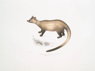 John Edward Gray - The Kuttaas Pennants Paradoxurus Paradoxurus Pennantii Higher Provinces of Bengal.webp
