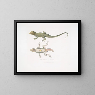 John Edward Gray - Tubercled Agama Agama tuberculata.webp