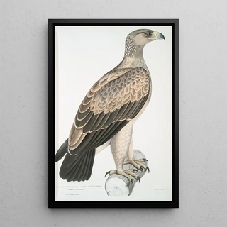 John Edward Gray - White Dotted Eagle Aquilla punctata.webp