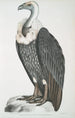 Vautour à dos blanc Vultur leuconota - John Edward Gray — weergave van het kunstwerk