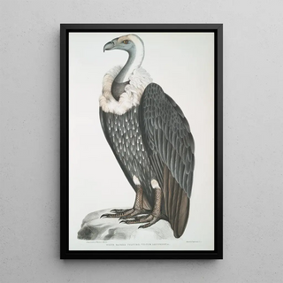 John Edward Gray - Whitebacked Vulture Vultur leuconota.webp