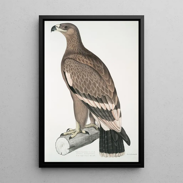 John Edward Gray - Whitebanded Eagle Aquilla bifasciata.webp