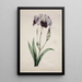 Iris japonais Grand Iris blauw - John Edwards — ingelijst kunstwerk aan de muur