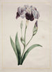 Iris japonais Grand Iris blauw - John Edwards — weergave van het kunstwerk