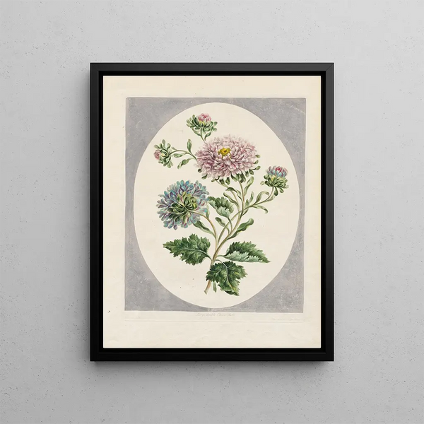 John Edwards - Large Double China Aster.webp
