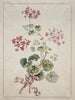 met karmozijnrode en gemêleerde geraniums - John Edwards — weergave van het kunstwerk