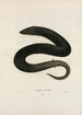 Amphiume à trois doigts - John Edwards Holbrook — weergave van het kunstwerk