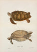 Tortue verte Chelonia mydas - John Edwards Holbrook — weergave van het kunstwerk